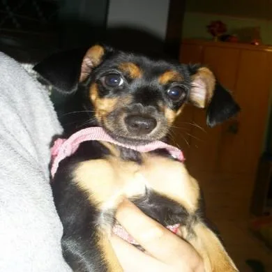 Pituxxinha