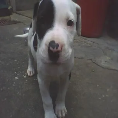 Belinha