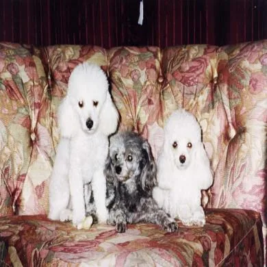 Agatha  Tabata  e  Talia