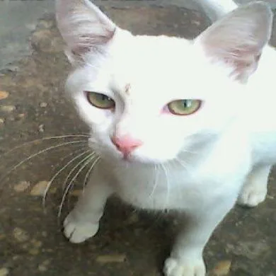 Romeu
