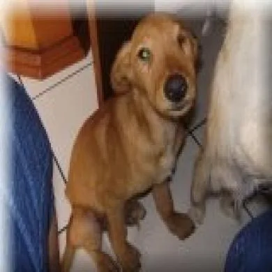 Boccelli