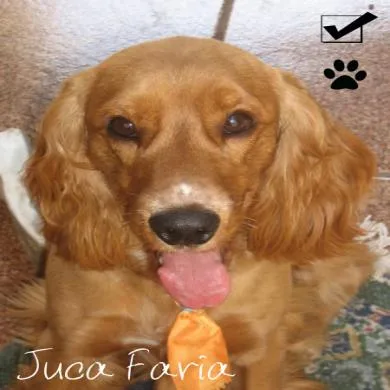 Juca Faria
