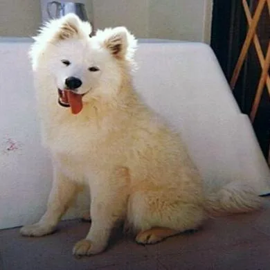 Sacha