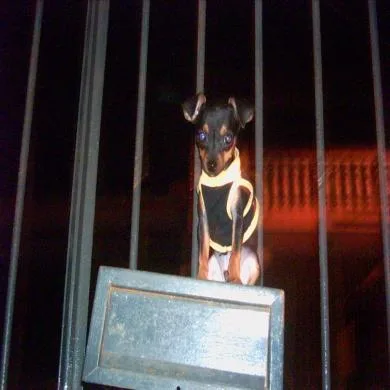 pitico junior