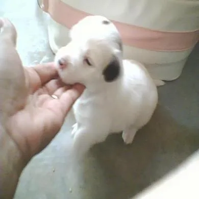 Snoopy