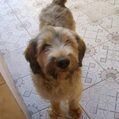 toto