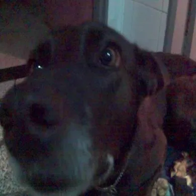Scooby