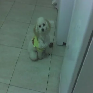 Teddy