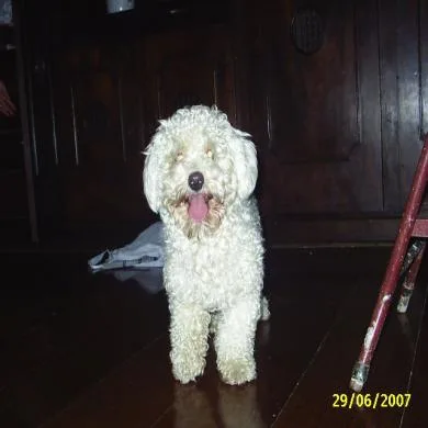 Macoy