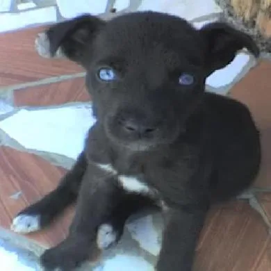 Vick