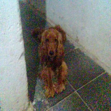 Tima