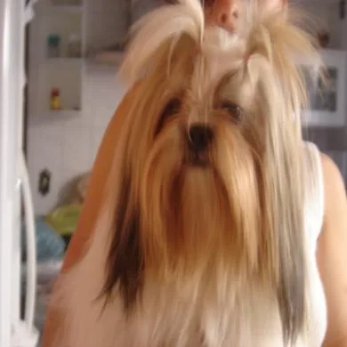 estrela gabrurry