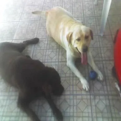 EINSTEIN E DEXTER