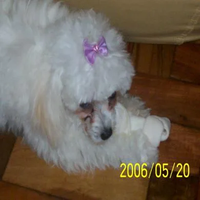 Belinha