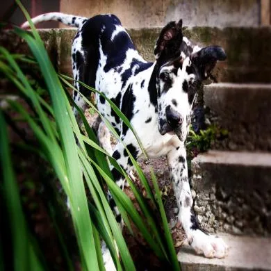Bandit Freunde Dogue