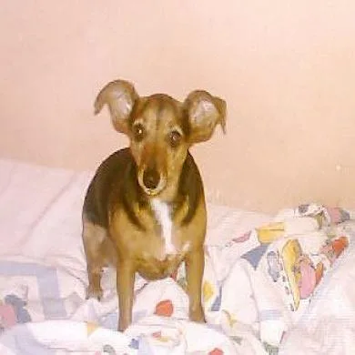 Catarina