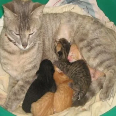 Alemão,loirinho,bebe,pretinho e taby