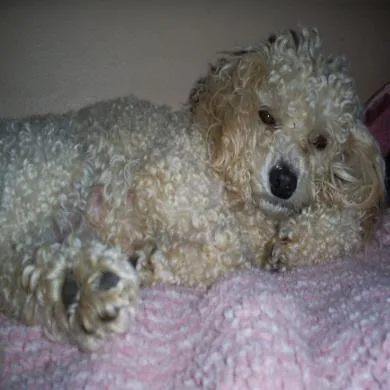 Princesa
