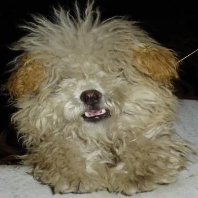 Pitty Bovi