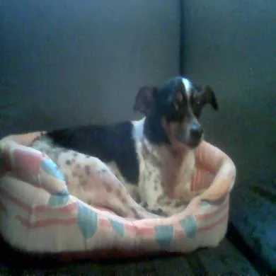 VIOLINHA