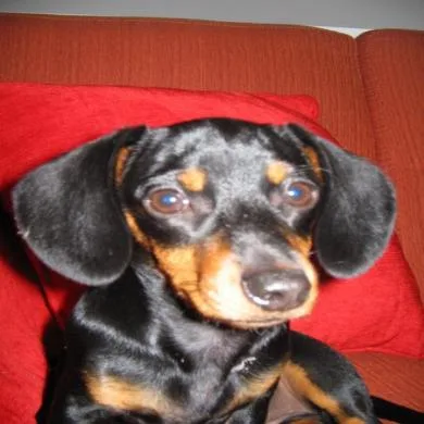 Ludy