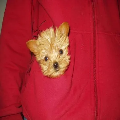 pitucha