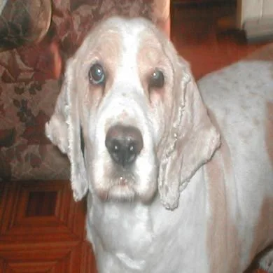 TOBBY
