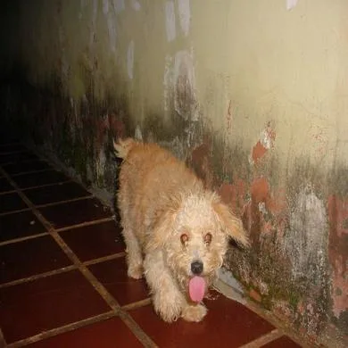 napo