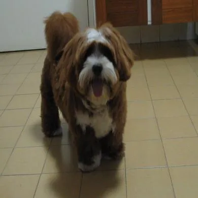 Toffee