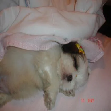 Mel