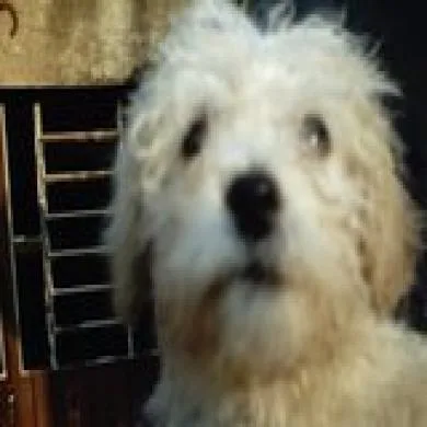 boby