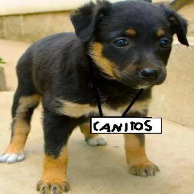 canitos
