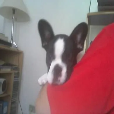 TAZ