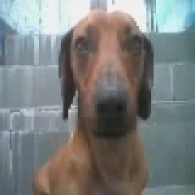 Scooby