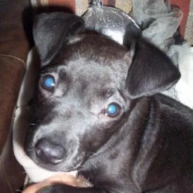 Bulbull