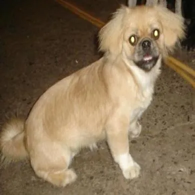 Pepita