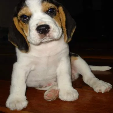 Suri