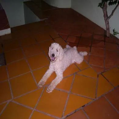 Tobi
