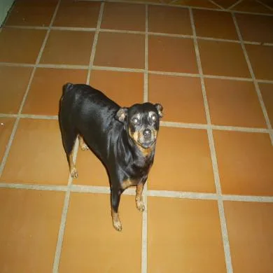 Lilica