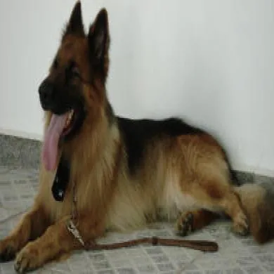 sultao