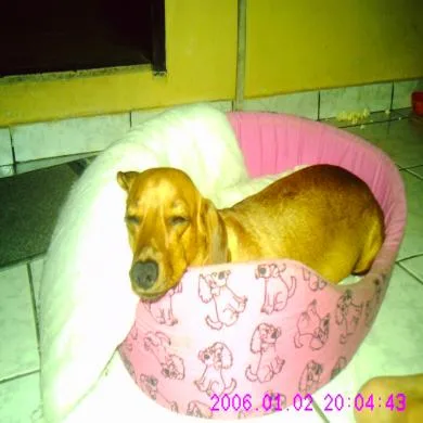 Paulinha