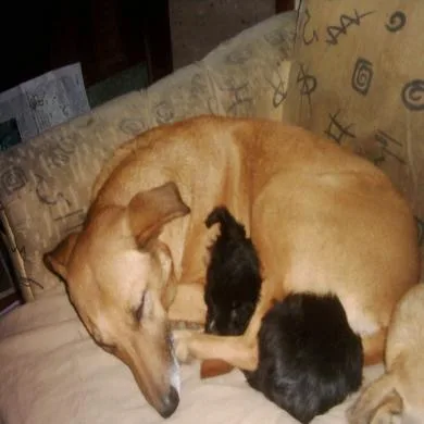 DOG
