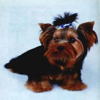 Penélope