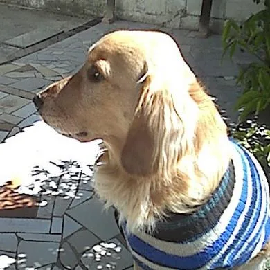 JUNIOR 