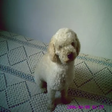 chuchuco