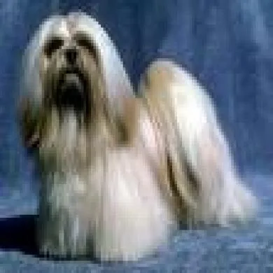 spaike