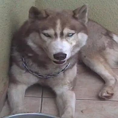 HANS