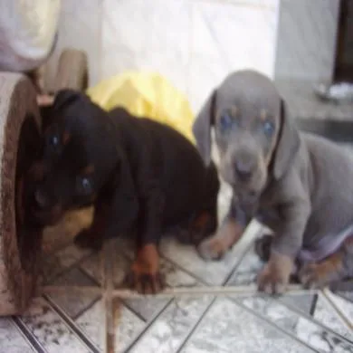Junior e neguinho