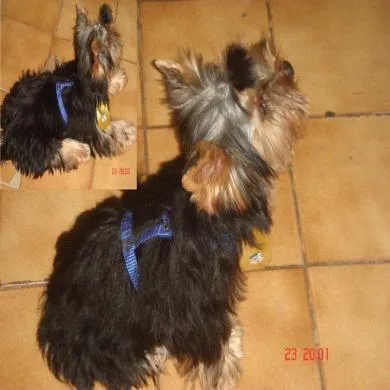 léo