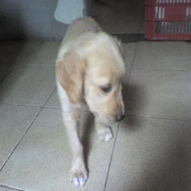 Apolo